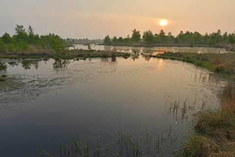 Sunrise in the Hahnenmoor nature reserve