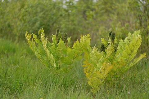 Royal fern (Osmunda regalis)