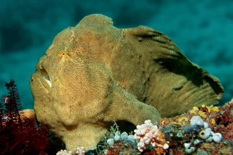 Commerson's Frogfish or Giant Frogfish (Antennarius commerson)