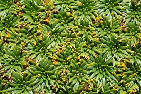 Plant cushion on a mountain meadow
