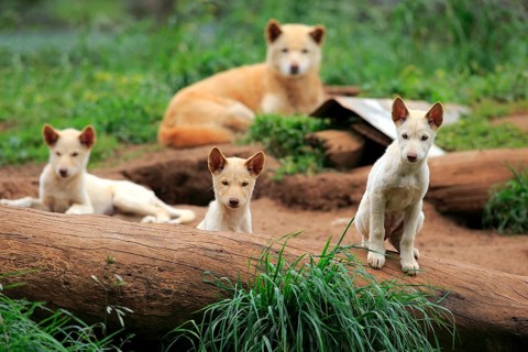 Dingoes (Canis familiaris dingo)