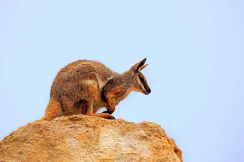 Yellow-footed Rock Wallaby (Petrogale xanthopus)