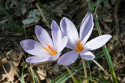 Saffron flower (Crocus sativus)