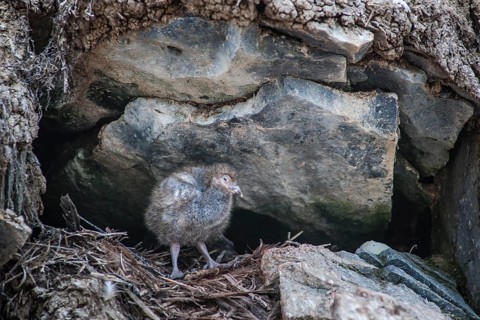 Snowy Sheathbill (Chionis alba)