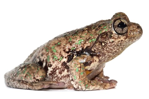 Peron's Tree Frog (Litoria peronii)
