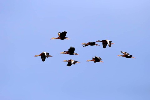 Black-bellied Whistling Ducks (Dendrocygna autumnalis)