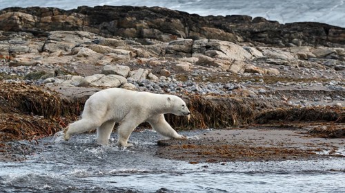 Polar Bear (Ursus maritimus)