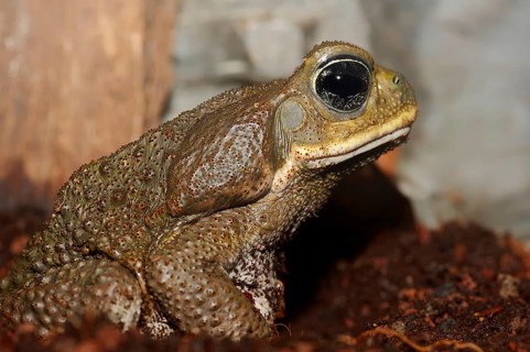 Cane Toad (Bufo marinus
