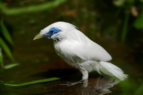 Bali Myna (Leucopsar rothschildi)