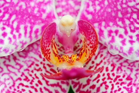 Moth Orchid (Phalaenopsis spp.)