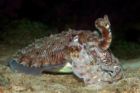 Broadclub Cuttlefish (Sepia latimanus)