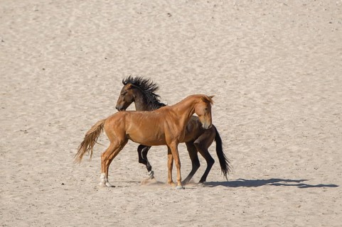 Wild horses in the Namib Desert