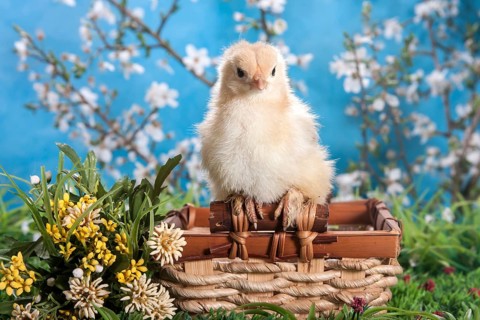 Domestic fowl chick