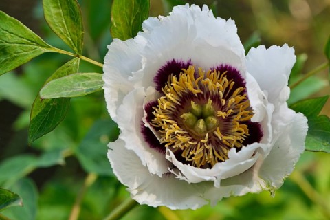 Tree Peony (Paeonia suffruticosa 'Joseph Rock')