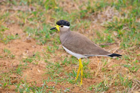 Yellow-wattled Lapwing (Vanellus malarbaricus)