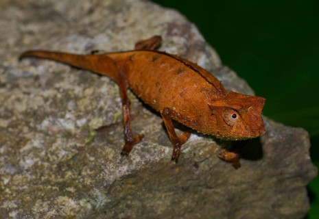 Brown Leaf Chameleon (Brookesia superciliaris) Marojejy National Park