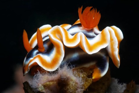 Magnificent Chromodoris (Chromodoris magnifica)
