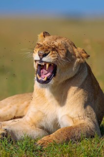 Lioness (Panthera leo) yawning