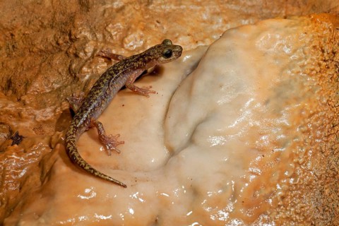 Imperial cave salamander (Speleomantes imperialis)