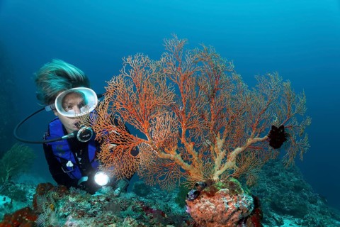 Female scuba diver looking at Gorgonian or Fan Coral