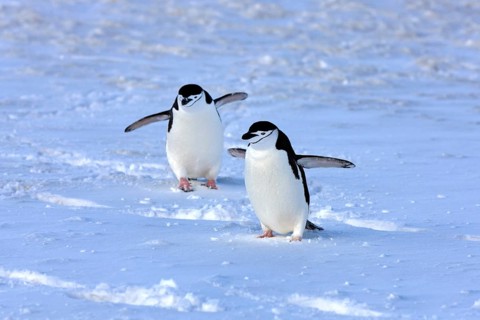 Chinstrap penguins (Pygoscelis antarctica) pair