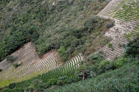 Illegal Coca fields