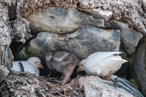 Snowy Sheathbill (Chionis alba)