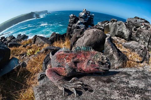 Sea Iguana or Galapagos Marine Iguana (Amblyrhynchus cristatus hassi)