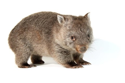 Common Wombat (Vombatus ursinus)