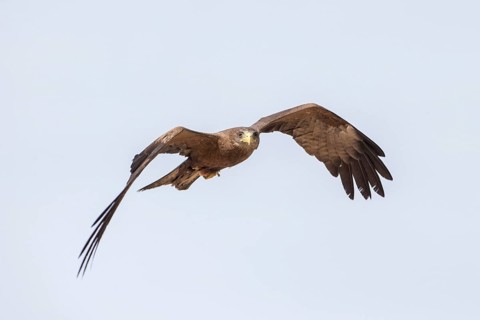 Yellow-billed Kite (Milvus aegyptius) in flight