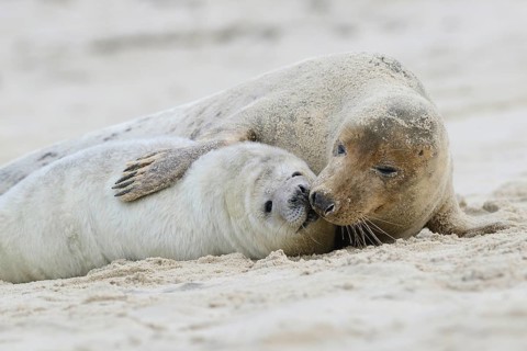 Grey Seals (Halichoerus grypus)