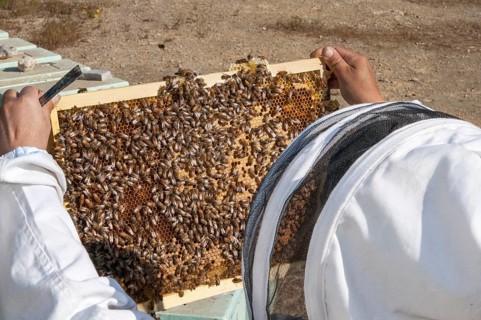 Beekeeper checking a frame of brood