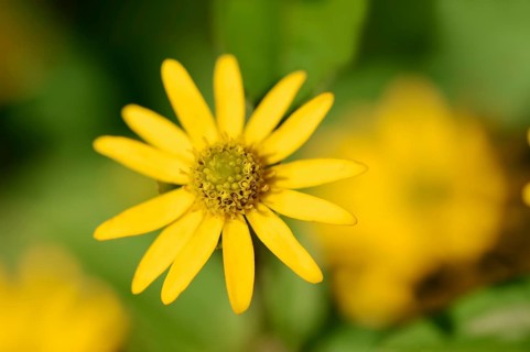 Mexican Creeping Zinnia (Sanvitalia procumbens)
