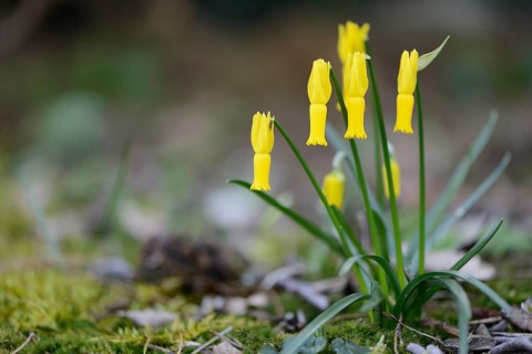 Cyclamen-flowered Daffodil (Narcissus cyclamineus)