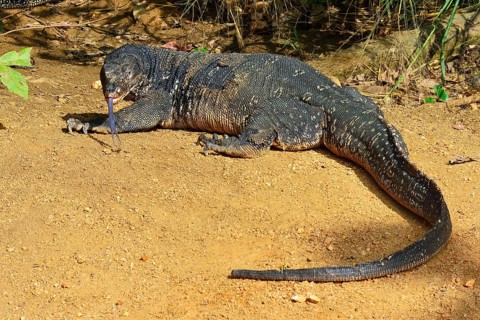 Water Monitor (Varanus salvator salvator)