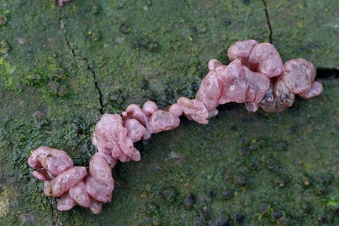 Ascotremella fungus (Ascotremella faginea)