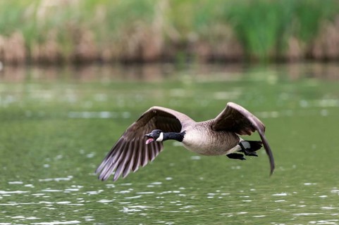 Canada Goose (Branta canadensis)