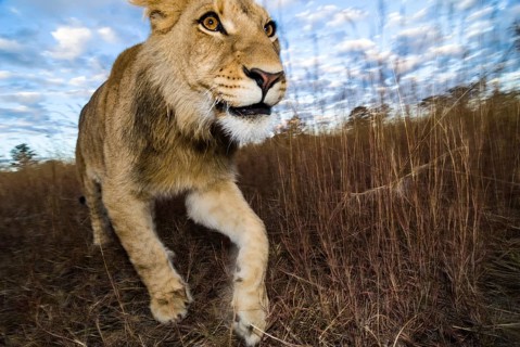 Lion (Panthera leo)