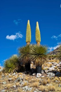 Queen of the Andes (Puya raimondii)