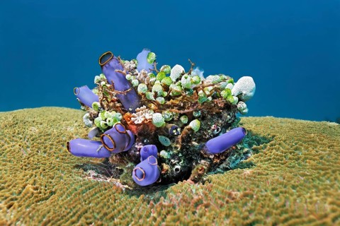 Small colony of various Sea Squirts (Tunicata) on Brain Coral or Stony Coral (Faviidae)