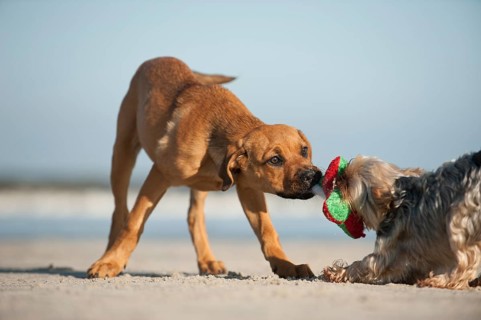 A Yorkshire Terrier and a mixed breed puppy playing on the beach