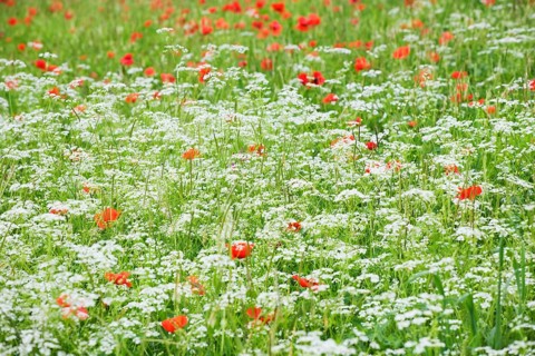 Flowering meadow with poppies and chervil