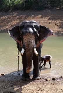 Mahout cleaning an Asian Elephant (Elephas maximus)