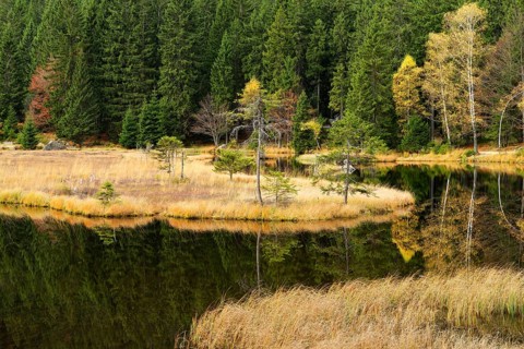 Autumn in the Naturschutzgebiet Kleiner Arbersee nature reserve