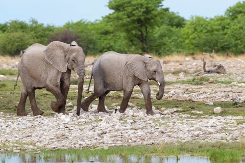 African elephants (Loxodonta africana)