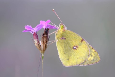 Pale Clouded Yellow (Colias hyale)