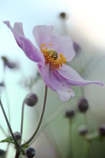 Japanese Anemone (Anemone sp.)