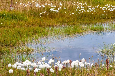 Arctic Cotton Grass (Eriophorum scheuchzeri ssp. arcticum)