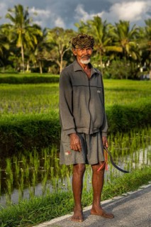 Elderly rice farmer wearing a head scarf
