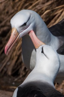 Black-browed Albatross or Black-browed Mollymawk (Thalassarche melanophris) returning to its nest and being welcomed by its brooding partner